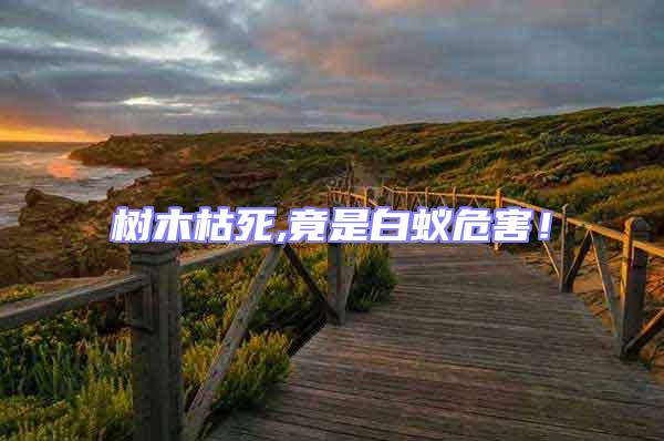 樹木枯死,竟是白蟻危害！