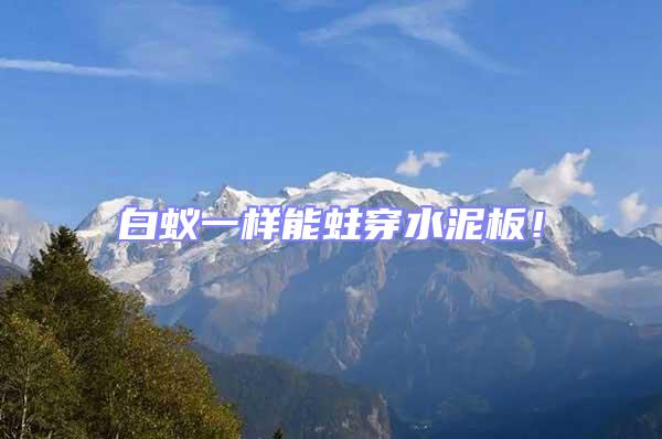 白蟻一樣能蛀穿水泥板！
