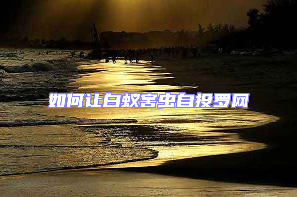 如何讓白蟻害蟲自投羅網