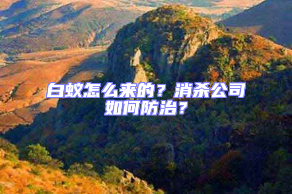 白蟻怎么來(lái)的？消殺公司如何防治？