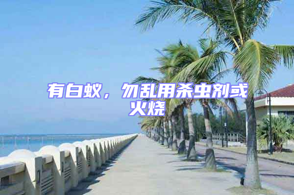 有白蟻，勿亂用殺蟲(chóng)劑或火燒