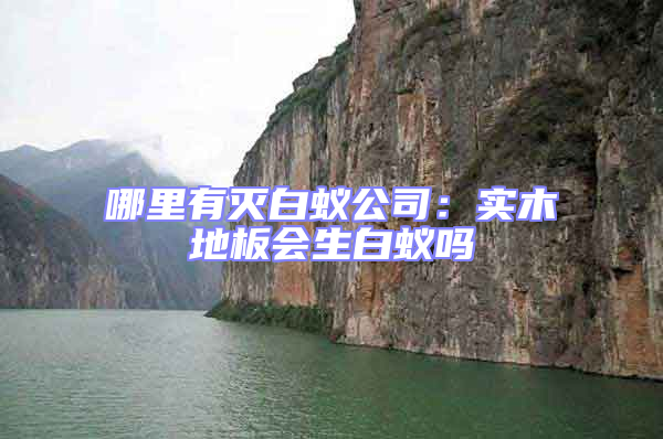 哪里有滅白蟻公司：實(shí)木地板會(huì)生白蟻嗎