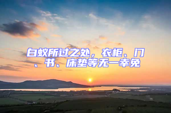 白蟻所過之處，衣柜、門、書、床墊等無一幸免