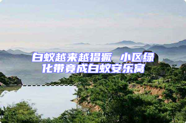 白蟻越來越猖獗 小區(qū)綠化帶竟成白蟻安樂窩